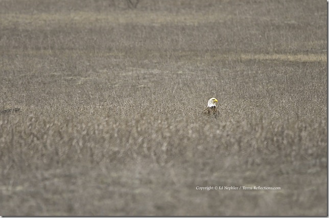 Bald Eagle 041713.01.1024