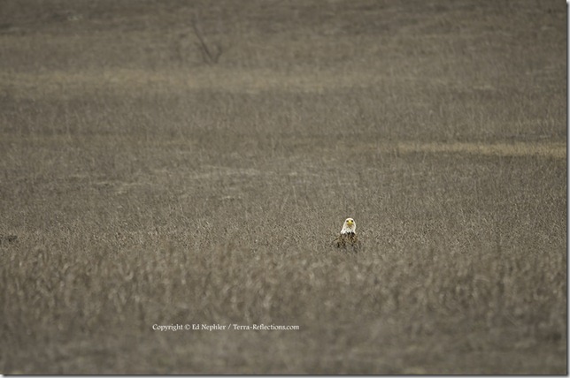 Bald Eagle 041713.02.1024