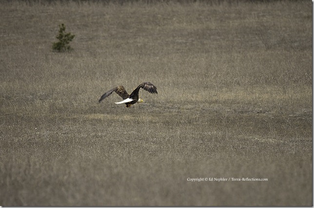 Bald Eagle 041713.03.1024
