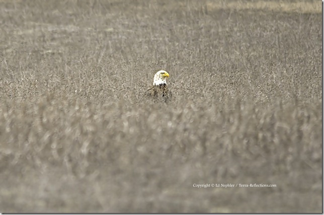 Bald Eagle 041713.04.1024