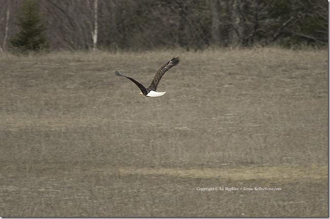 Bald Eagle 041713.05.1024