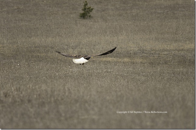 Bald Eagle 041713.06.1024