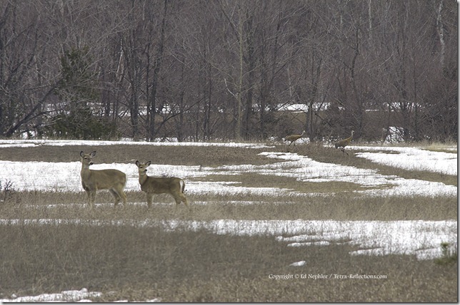 Deer and Sandhill Cranes 040613.01.1024
