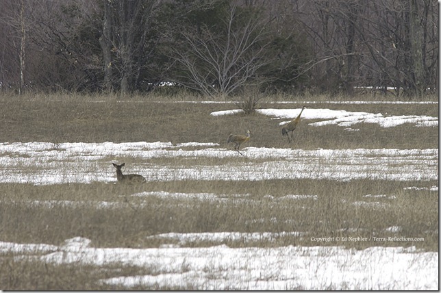 Deer and Sandhill Cranes 040613.02.1024