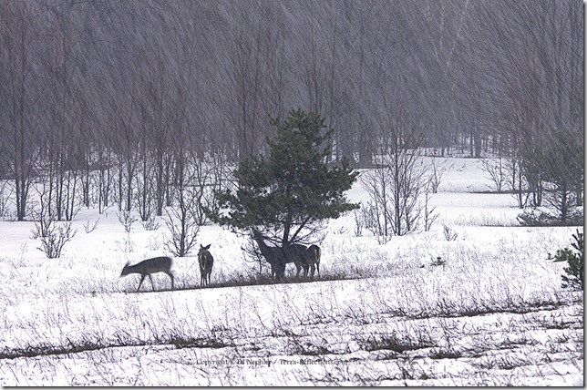Deer and Snow 040713.01.1024