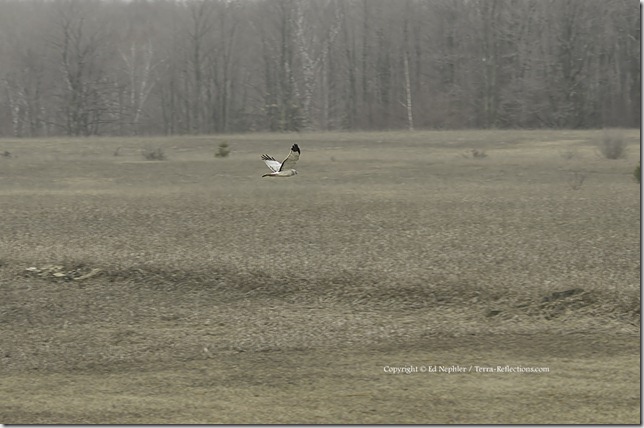 Northern Harrier 041813.01.1024