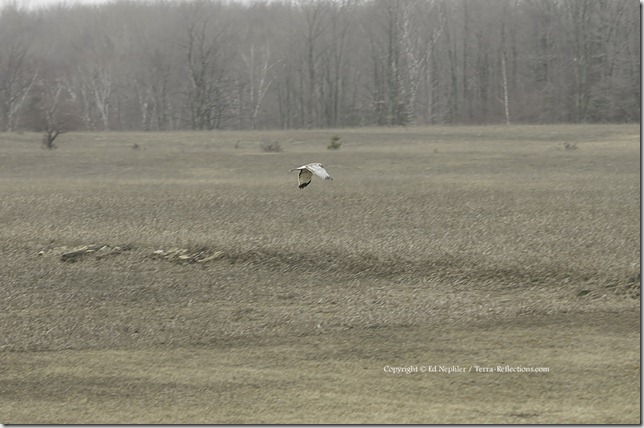 Northern Harrier 041813.02.1024
