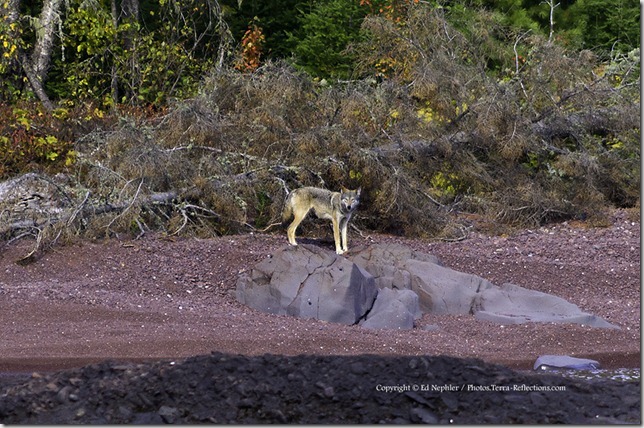 Wolf at High Rock Bay - Keweenaw 093012.02.1024