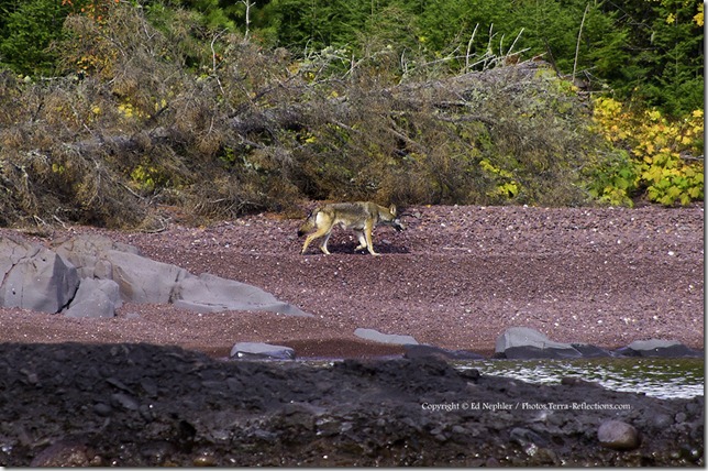 Wolf at High Rock Bay - Keweenaw 093012.03.1024