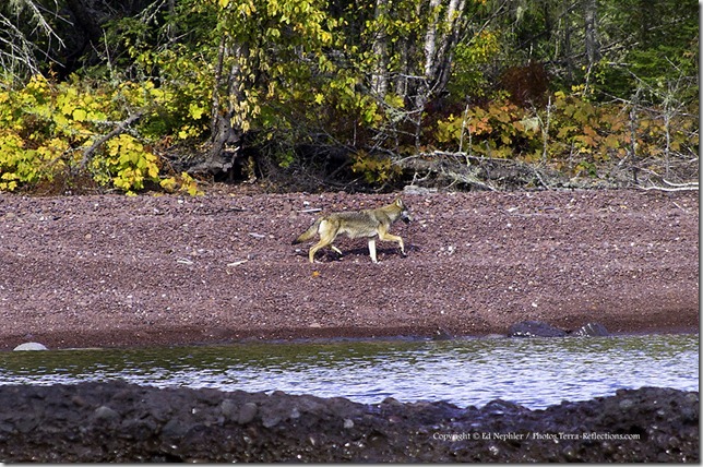 Wolf at High Rock Bay - Keweenaw 093012.04.1024