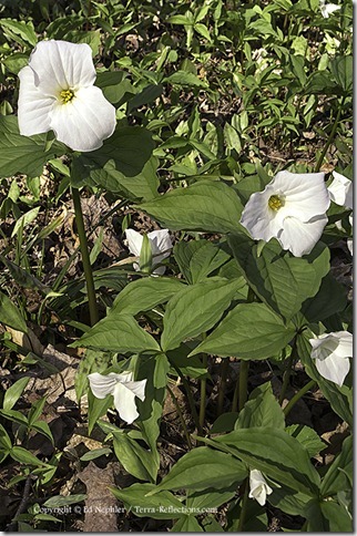 Trillium 050613.01.1024