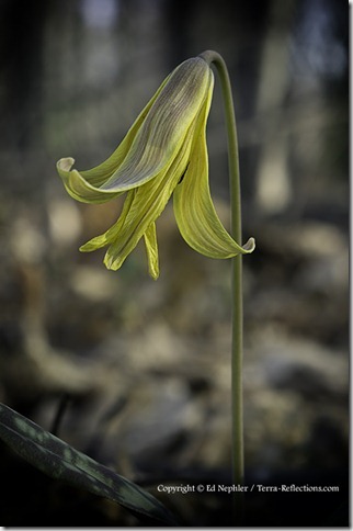 Trout Lily - Erythronium americanum 050513.01.1024