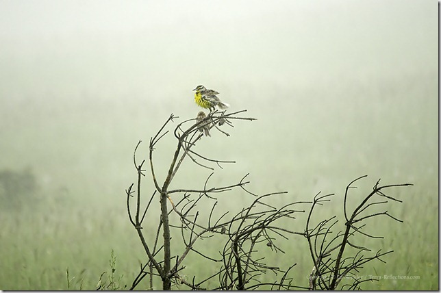 Eastern Meadowlark in Fog 062213.02.1024